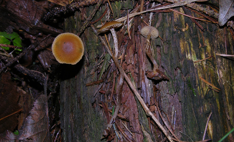 Galerina da determinare n27.